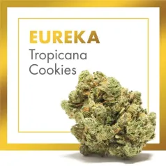 Eureka Tropicana Cookies Cannactiva