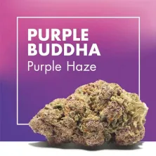 Purple Buddha Purple Haze CBD Cannactiva