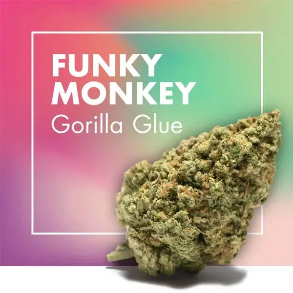 Funky Monkey Gorilla Glue CBD Cannactiva