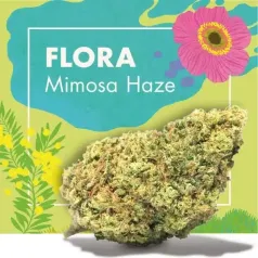 Flora MImosa Haze CBD Cannactiva portada