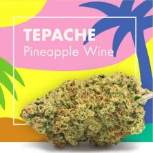 Tepache Pineapple Wine CBD Cannactiva portada