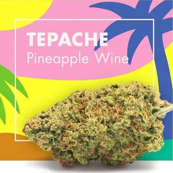 Tepache Pineapple Wine CBD Cannactiva portada