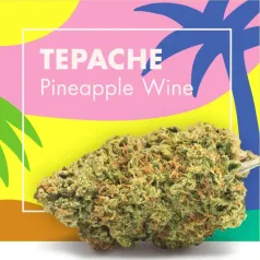 Tepache Pineapple Wine CBD Cannactiva portada
