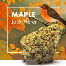 MAPLE  Jack Herer CBD Cannactiva