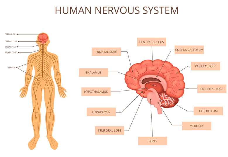 Sistema nervioso humano