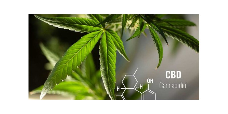 CBD Madrid ¿Dónde comprar CBD de manera legal en España?