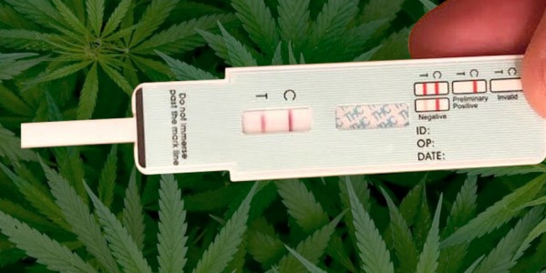 ¿Puede dar positivo el CBD en un test de drogas?