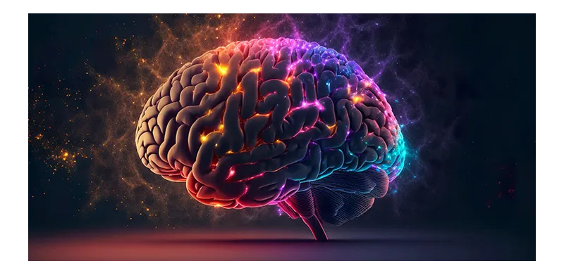 CBD en el cerebro. ¿cómo actúa el cannabidiol?