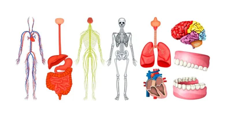 Dónde se encuentra el sistema endocannabinoide 