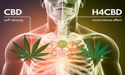 H4CBD: ¿Qué es y en qué se diferencia del CBD tradicional?
