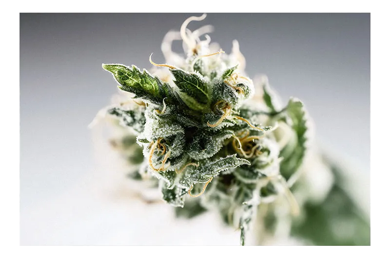 Flores CBD indoor, outdoor y greenhouse qué cambia realmente