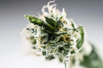 Flores CBD indoor, outdoor y greenhouse qué cambia realmente